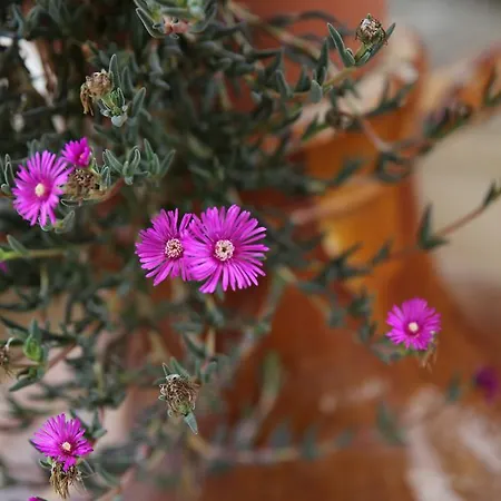 Rosa Di Maggio Daire *